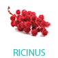 ricinus